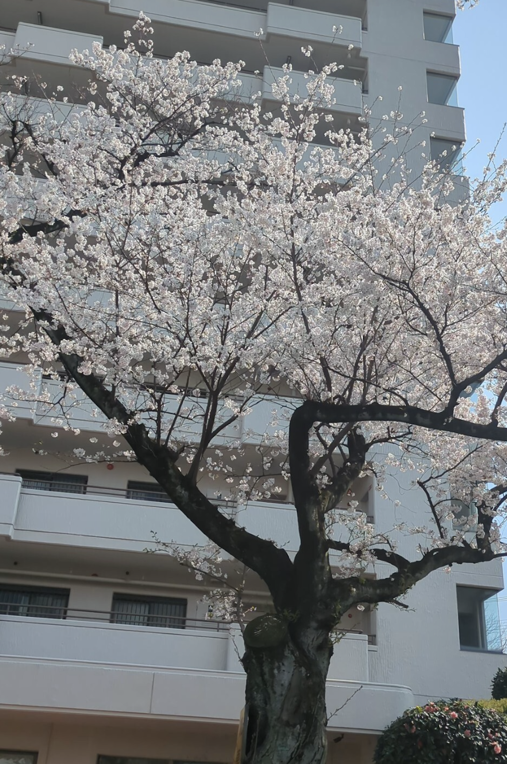 桜の写真